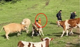 牛视频,揭秘短视频时代的魅力与挑战