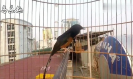 长尾四喜鸟大叫视频,揭秘其独特鸣叫之谜